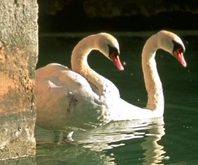 ANNECY swans